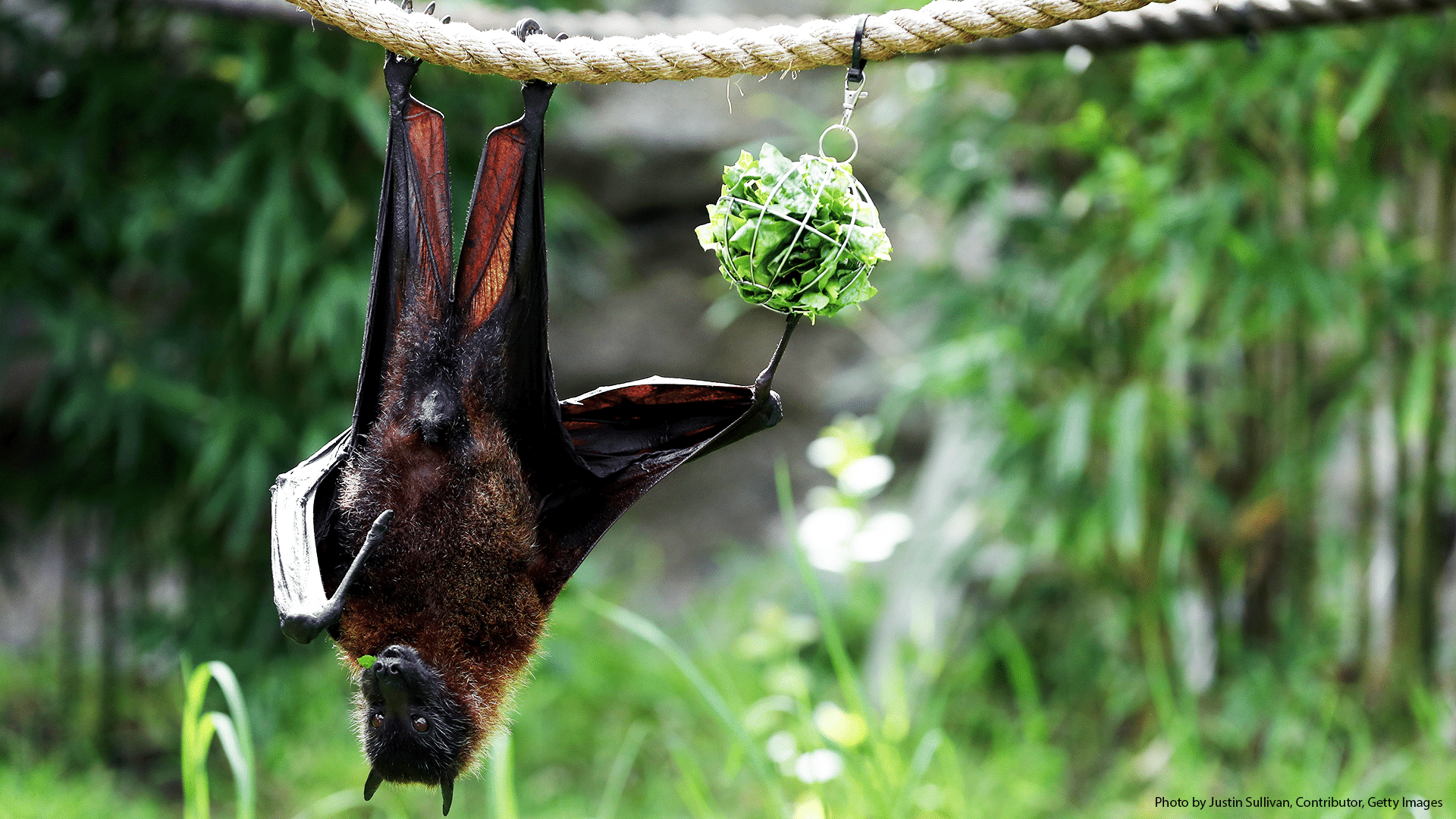 Bat(ting) away nature could cost the UK its trade with the EU - UK in a  changing Europe